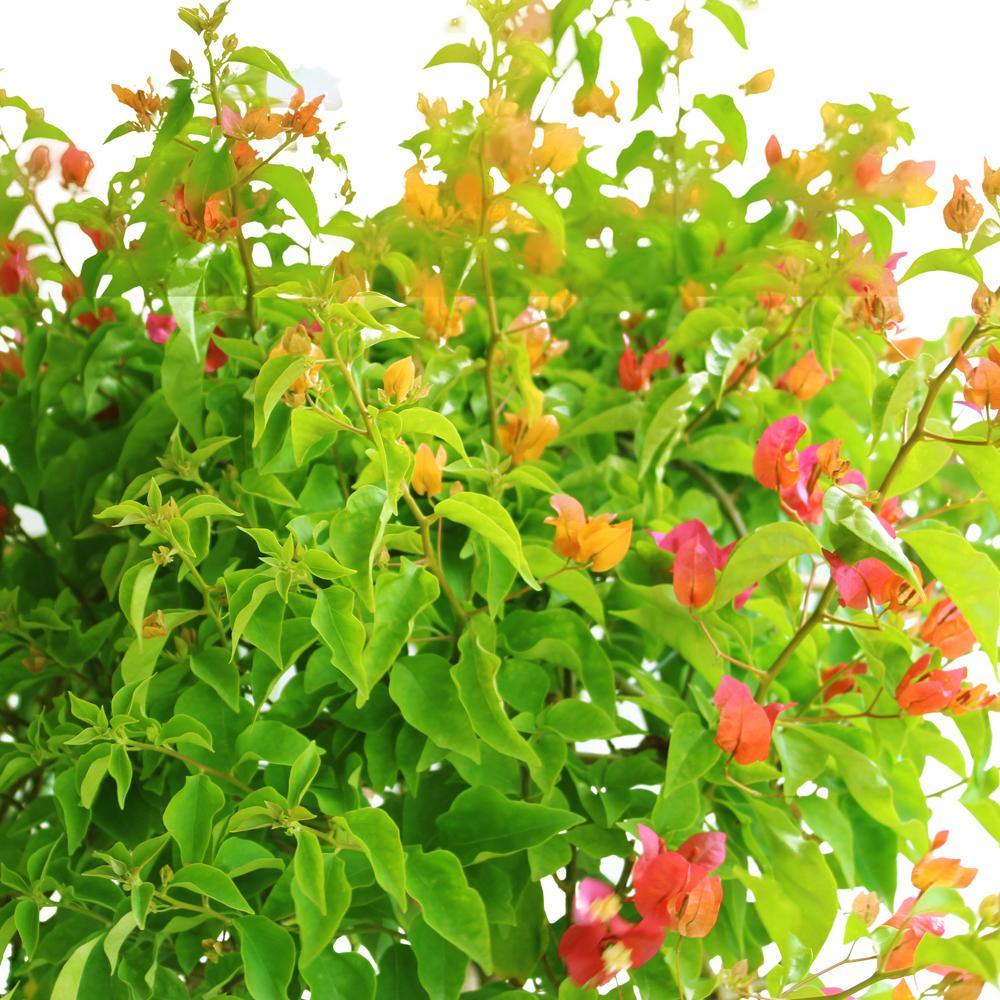 Great Bougainvillea – Bougainvillea Spectabilis