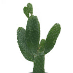 Bunny Ear Cactus – Opuntia Microdasys