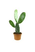 Bunny Ear Cactus – Opuntia Microdasys