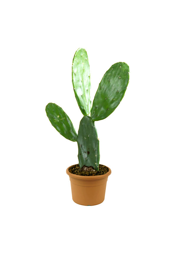 Bunny Ear Cactus – Opuntia Microdasys
