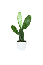 Bunny Ear Cactus – Opuntia Microdasys