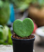 Hoya Kerrii – Sweetheart Plant with Two Hearts