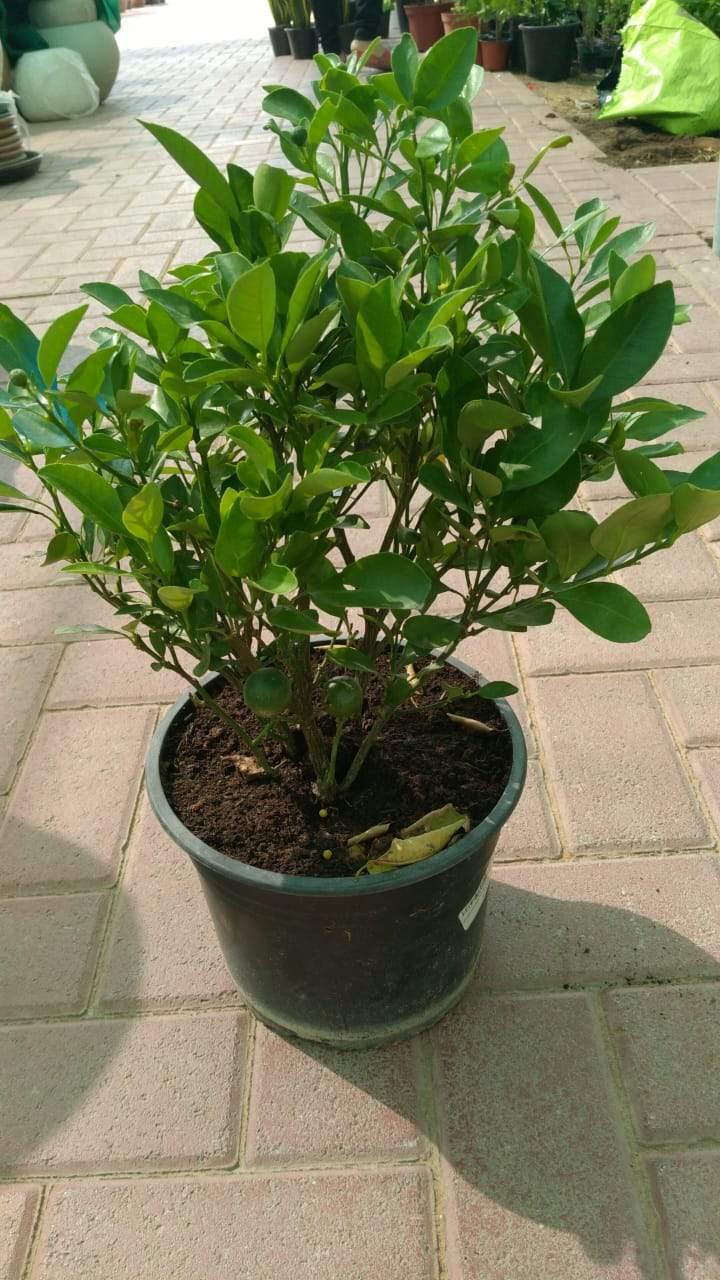Calamansi – Citrofortunella Microcarpa