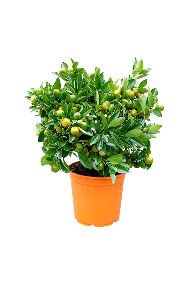 Calamansi – Citrofortunella Microcarpa