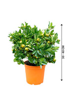 Calamansi - Citrofortunella Microcarpa - Plantsworld.ae
