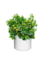 Calamansi – Citrofortunella Microcarpa