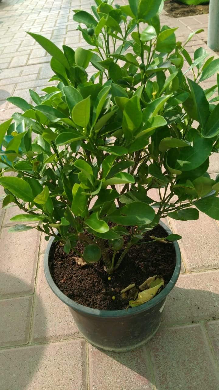 Calamansi – Citrofortunella Microcarpa