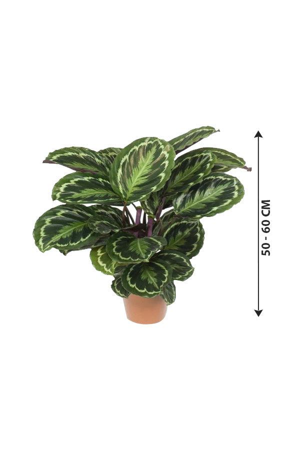 Calathea Makoyana – Peacock Indoor Plant