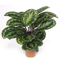 Calathea Makoyana – Peacock Indoor Plant