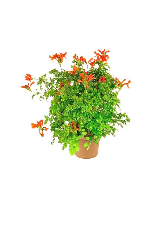 Buy Cape Honeysuckle Online - Tecoma Capensis