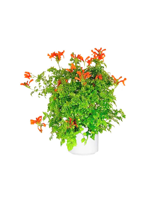 Buy Cape Honeysuckle Online - Tecoma Capensis