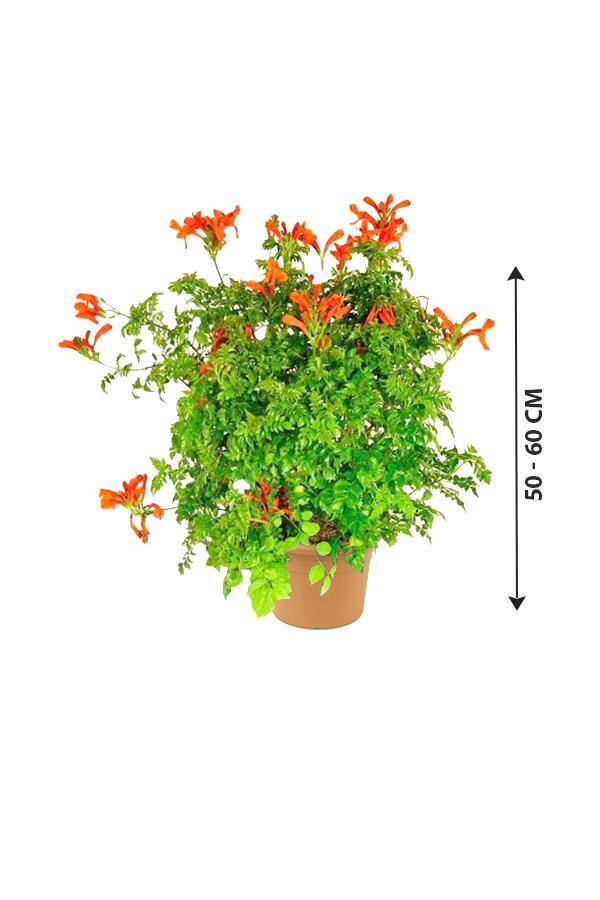 Buy Cape Honeysuckle Online - Tecoma Capensis