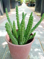 Caralluma Adscendens - Caralluma Cactus