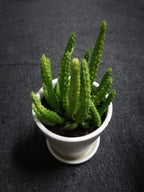 Caralluma Adscendens - Caralluma Cactus