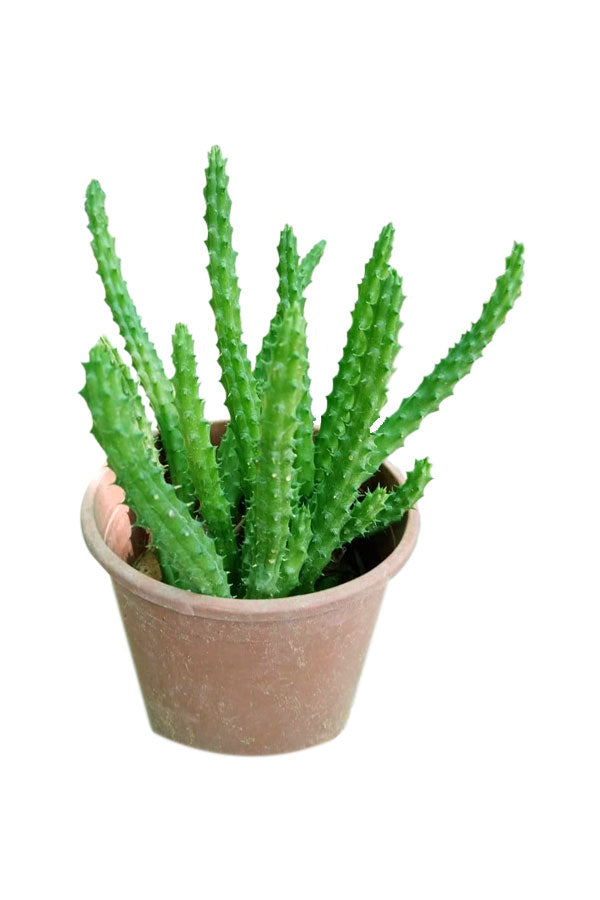 Caralluma Adscendens - Caralluma Cactus