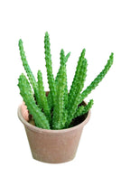 Caralluma Adscendens - Caralluma Cactus