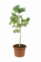 Caribbean Trumpet Tree Potted Plant - Tabebuia Aurea