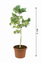Caribbean Trumpet Tree - Tabebuia Aurea - Plantsworld.ae