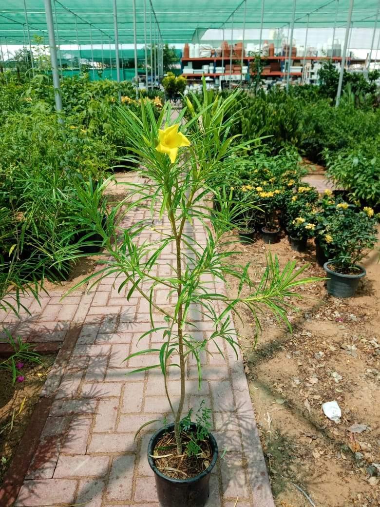 Yellow Oleander (Cascabela Thevetia)