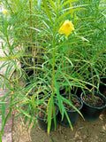 Yellow Oleander (Cascabela Thevetia)