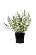Chaste Tree Potted Plant - Vitex Agnus