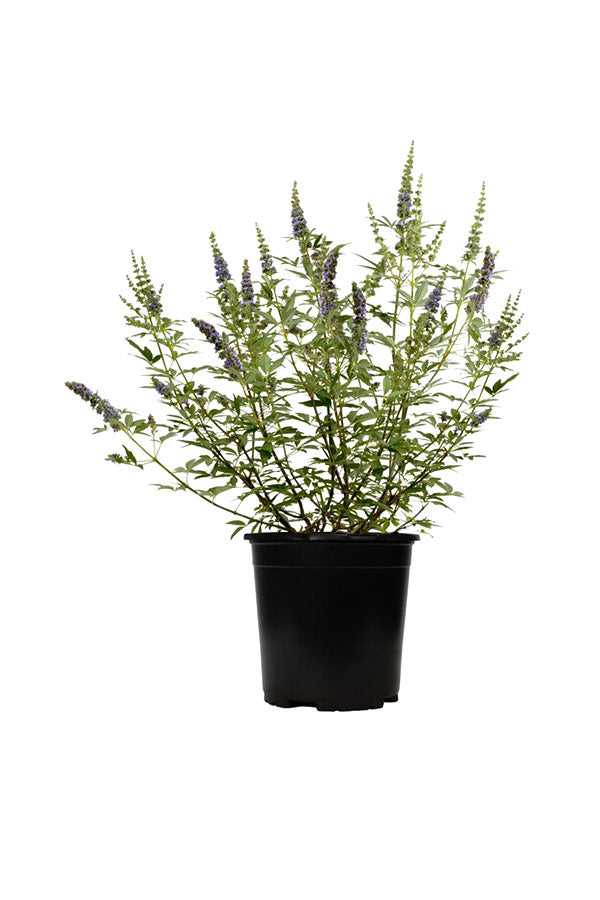 Chaste Tree Potted Plant - Vitex Agnus