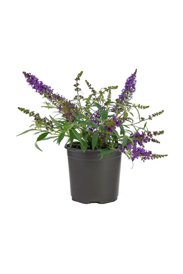 Chaste Tree Potted Plant - Vitex Agnus
