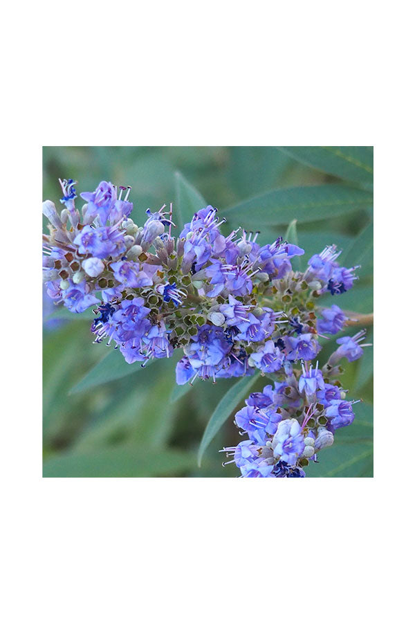 Chaste Tree Potted Plant - Vitex Agnus