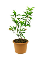 Chikoo (Sapodilla) (Manilkara Zapota)