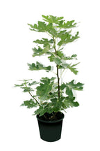 Fig Tree – Ficus Carica