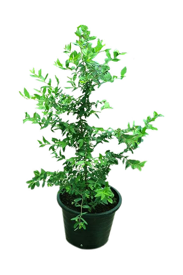Myrtus - Common Myrtle