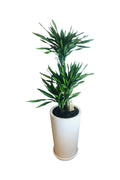 Buy Corn Plant Online - Office Plant