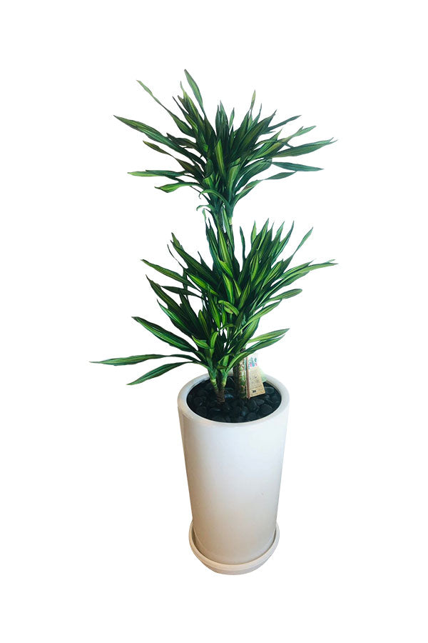 Buy Corn Plant Online - Office Plant