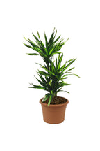 Dracaena Fragans Rikki - Corn Plant