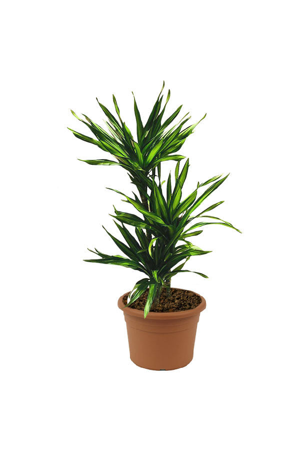 Dracaena Fragans Rikki - Corn Plant