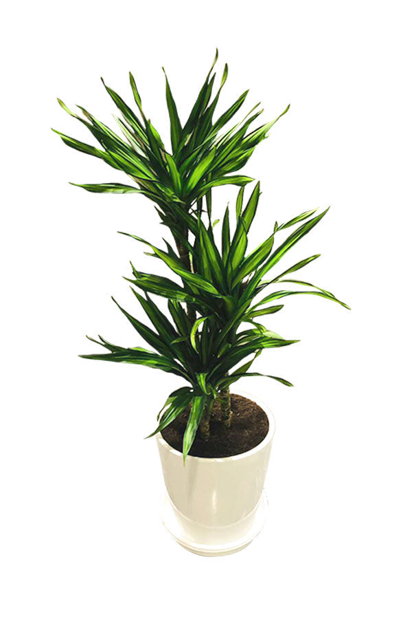 Dracaena Fragans Rikki - Corn Plant