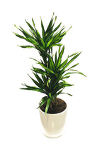 Dracaena Fragans Rikki - Corn Plant