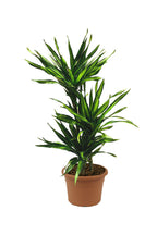 Dracaena Fragans Rikki - Corn Plant