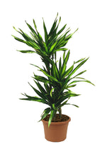Dracaena Fragans Rikki - Corn Plant