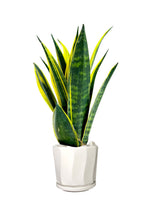 Titanium Office Plant Combo (Mixed Species)