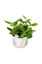 Titanium Office Plant Combo (Mixed Species)