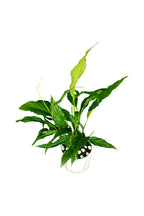 Titanium Office Plant Combo (Mixed Species)