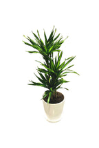 Dracaena Fragans Rikki - Corn Plant