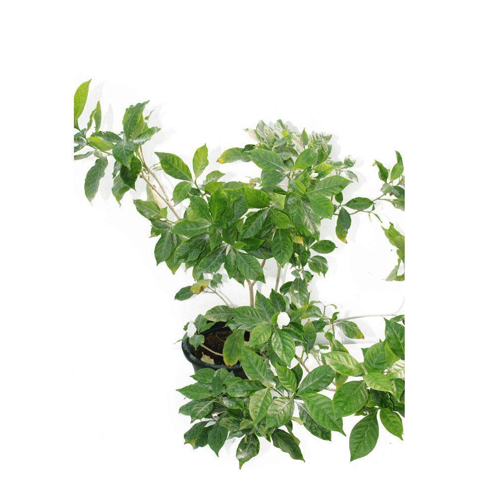 Crape Jasmine (Tabernaemontana Divaricata)