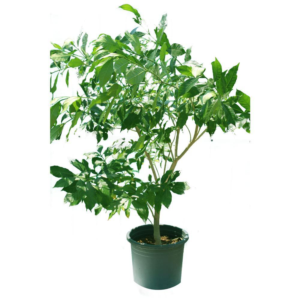 Crape Jasmine (Tabernaemontana Divaricata)
