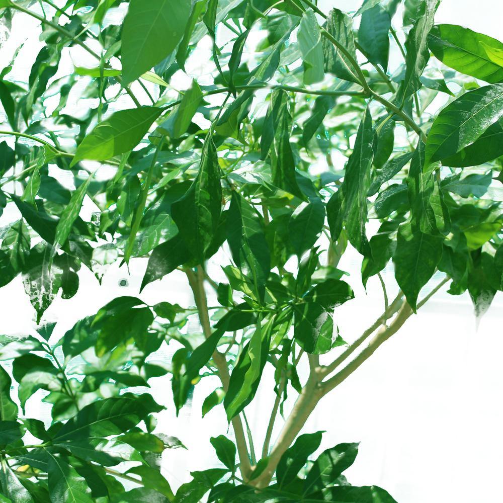 Crape Jasmine (Tabernaemontana Divaricata)