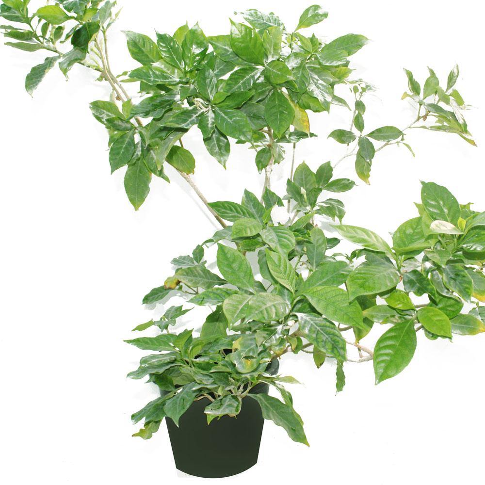 Crape Jasmine (Tabernaemontana Divaricata)