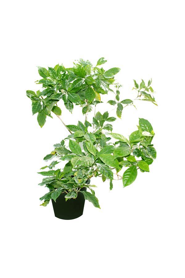 Crape Jasmine (Tabernaemontana Divaricata)