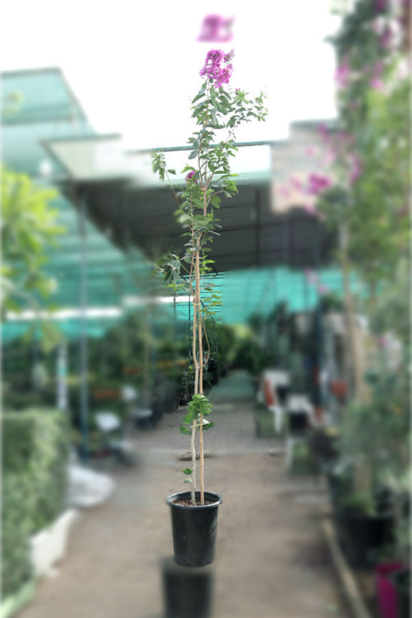 Crepe Myrtle (Outdoor Flowering Plant)