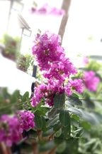 Crepe Myrtle (Outdoor Flowering Plant)